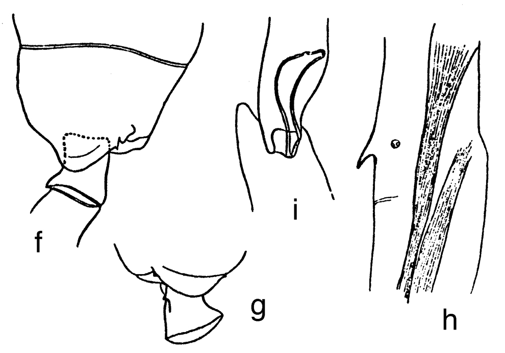 Espce Paraeuchaeta barbata - Planche 23 de figures morphologiques