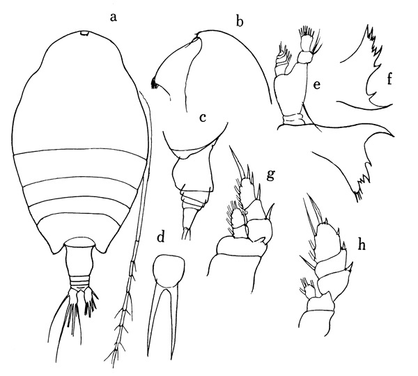 Espce Pseudhaloptilus pacificus - Planche 1 de figures morphologiques