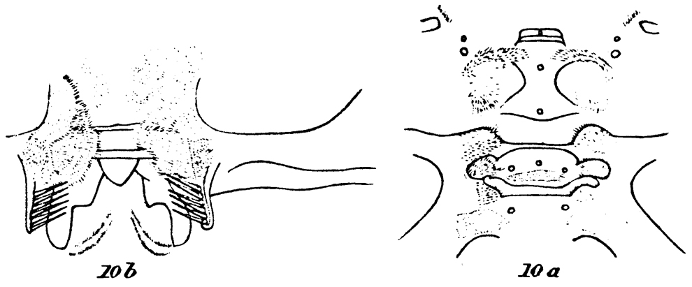 Species Paraeuchaeta scotti - Plate 10 of morphological figures