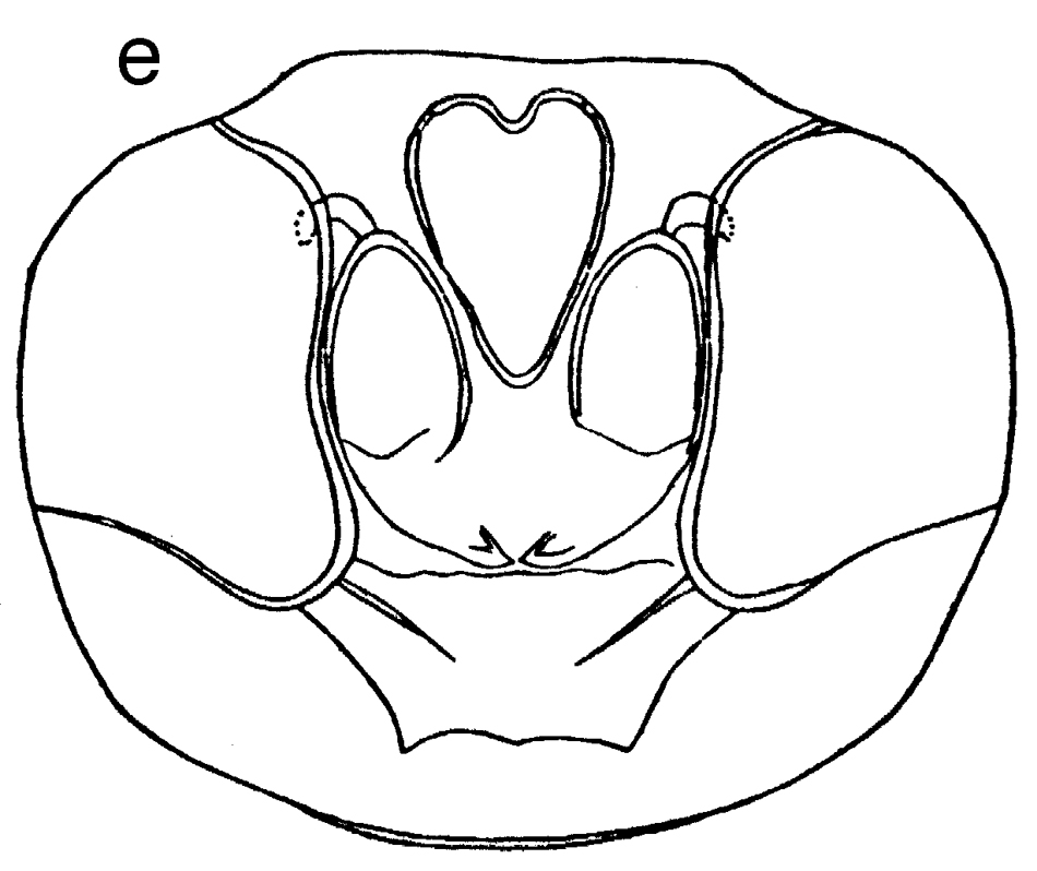 Espce Paraeuchaeta scotti - Planche 9 de figures morphologiques