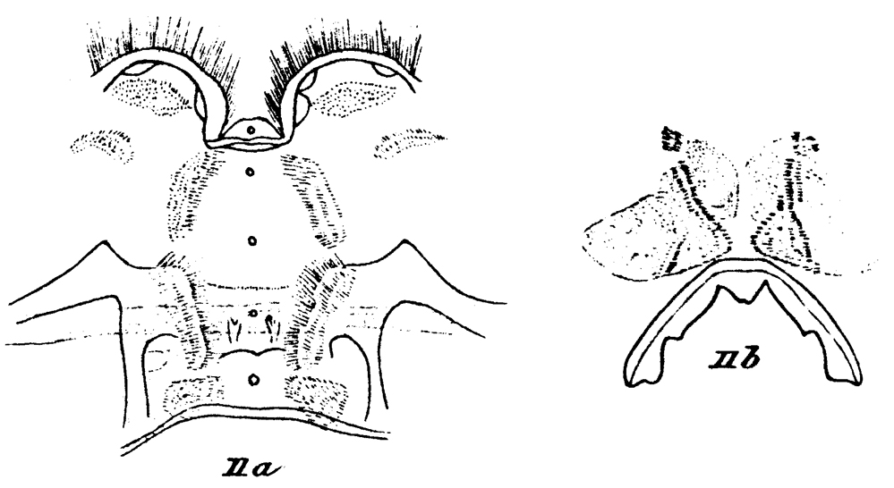Espèce Paraeuchaeta bisinuata - Planche 15 de figures morphologiques