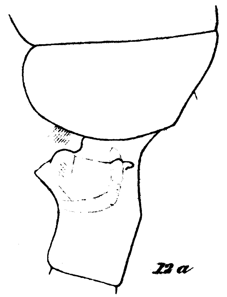 Espèce Euchaeta acuta - Planche 18 de figures morphologiques