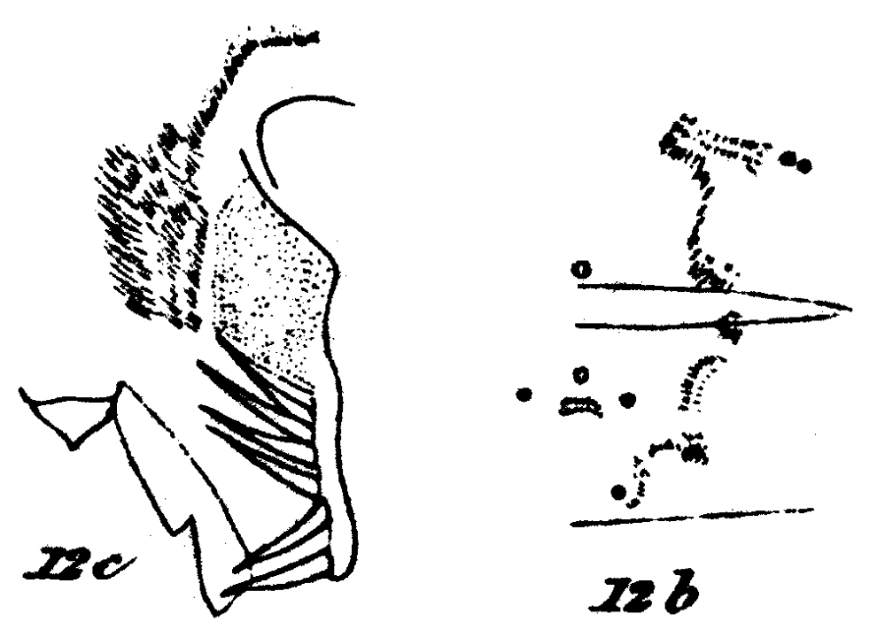 Espèce Euchaeta acuta - Planche 19 de figures morphologiques