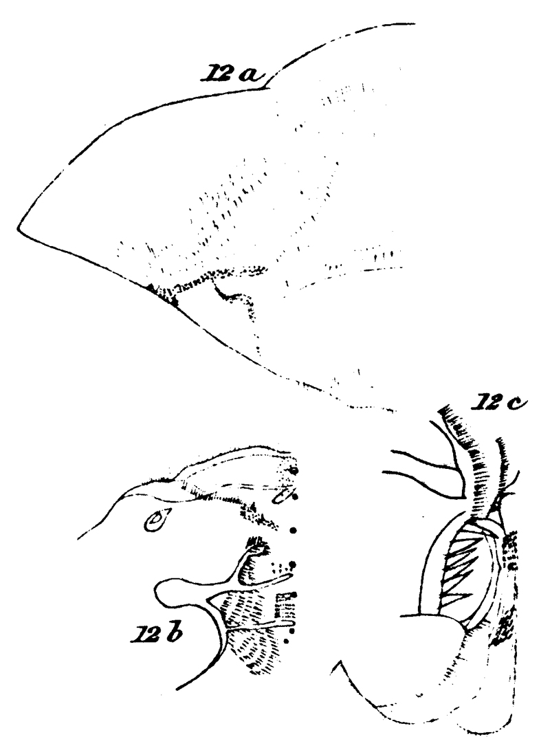 Espèce Amallothrix robusta - Planche 3 de figures morphologiques