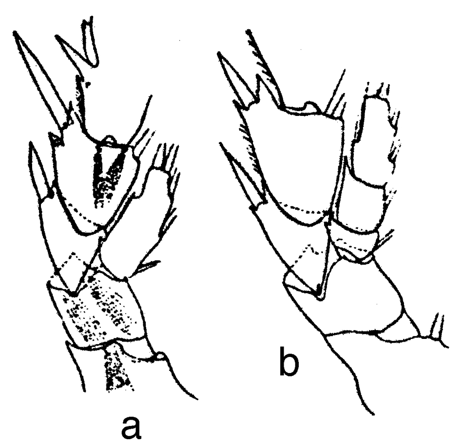 Espce Euchirella curticauda - Planche 24 de figures morphologiques