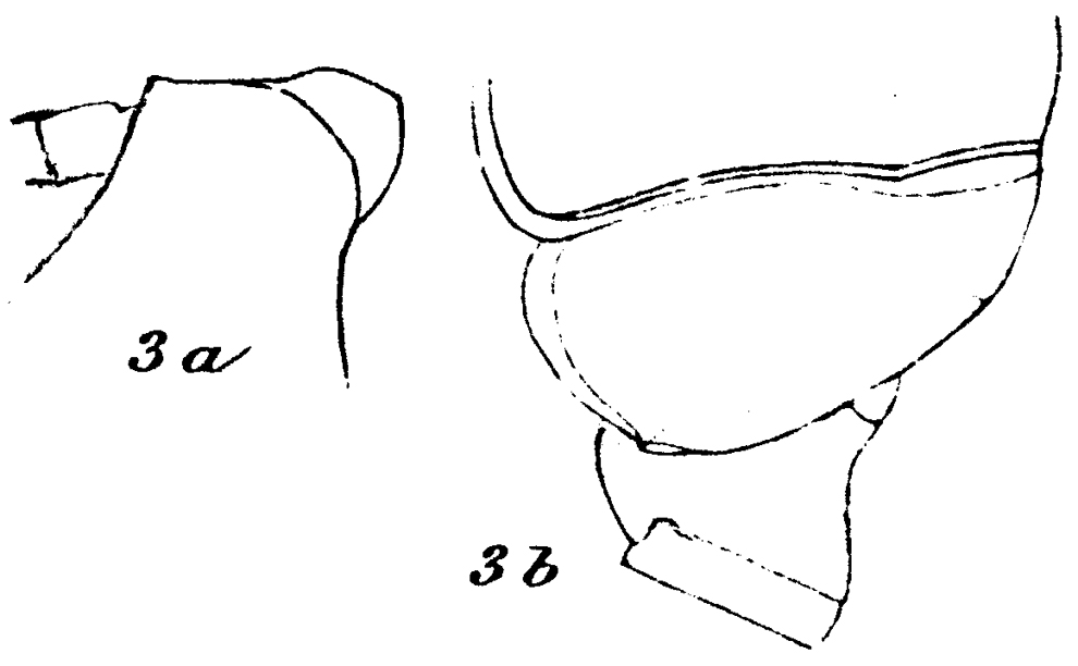 Espce Euchirella curticauda - Planche 23 de figures morphologiques