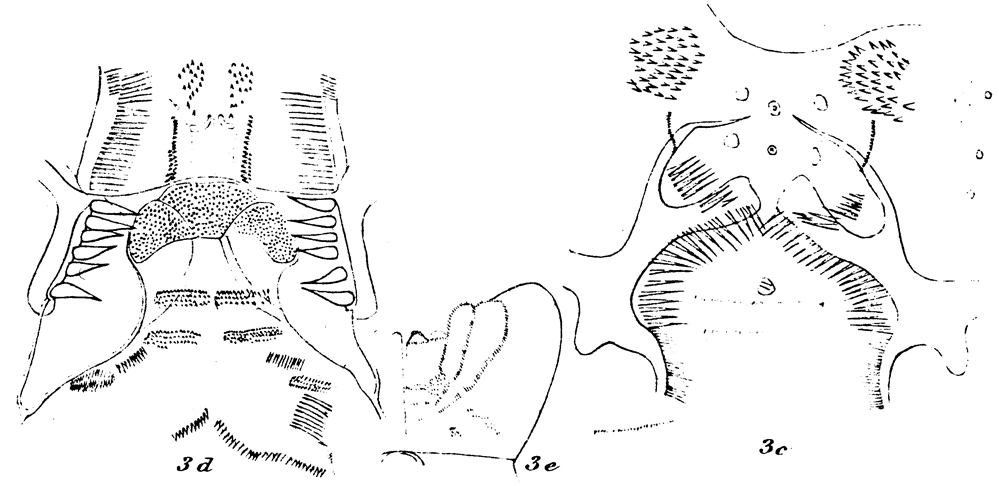 Species Euchirella curticauda - Plate 25 of morphological figures