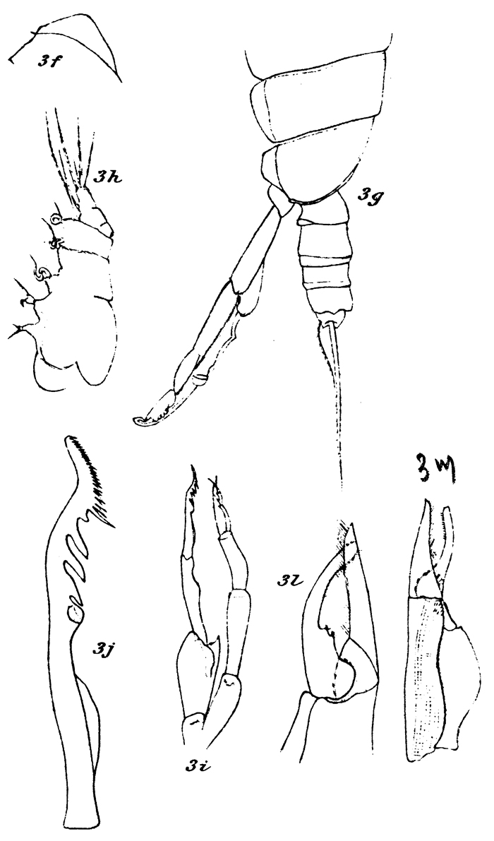 Espce Euchirella curticauda - Planche 26 de figures morphologiques