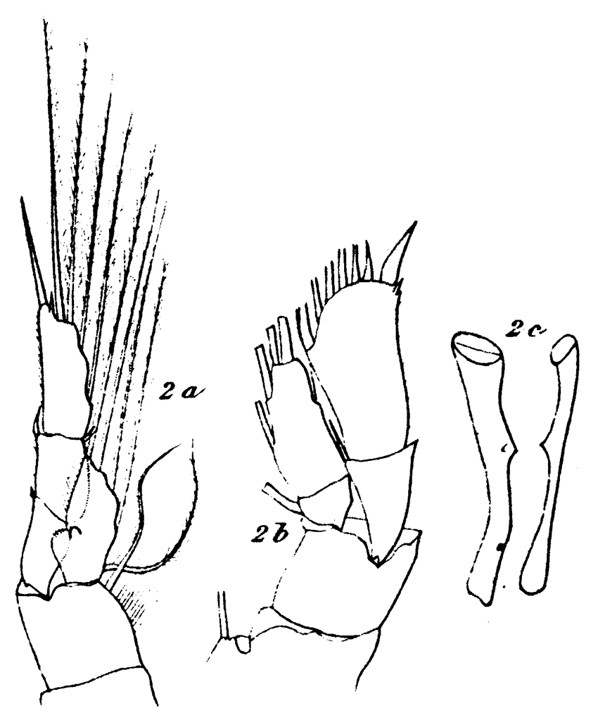Espce Euchirella curticauda - Planche 27 de figures morphologiques