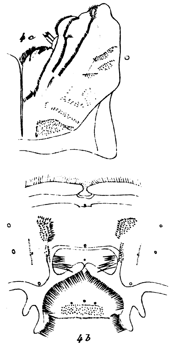 Species Euchirella truncata - Plate 24 of morphological figures
