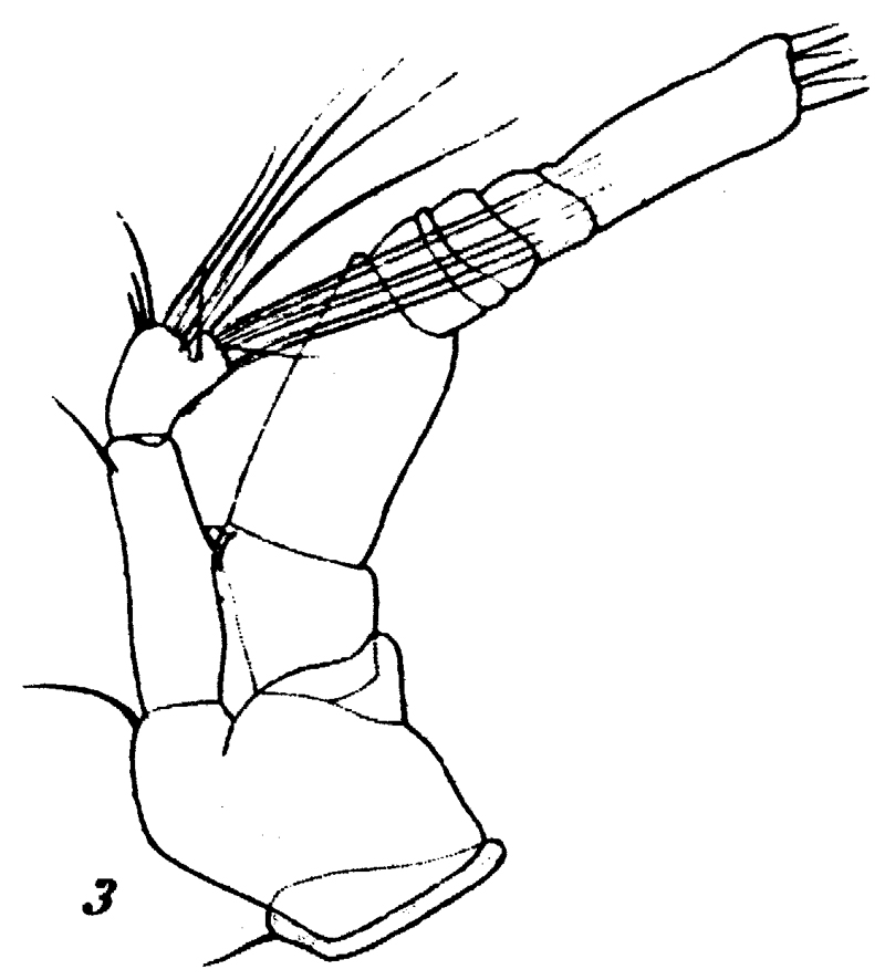 Espce Euchirella truncata - Planche 25 de figures morphologiques