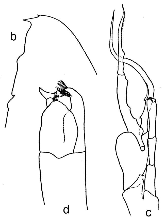 Espce Euchirella truncata - Planche 27 de figures morphologiques
