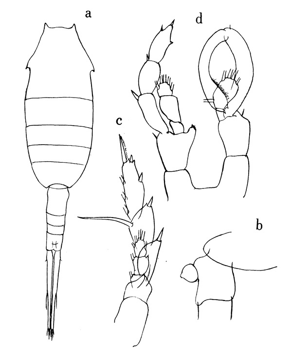 Espce Lucicutia bicornuta - Planche 1 de figures morphologiques
