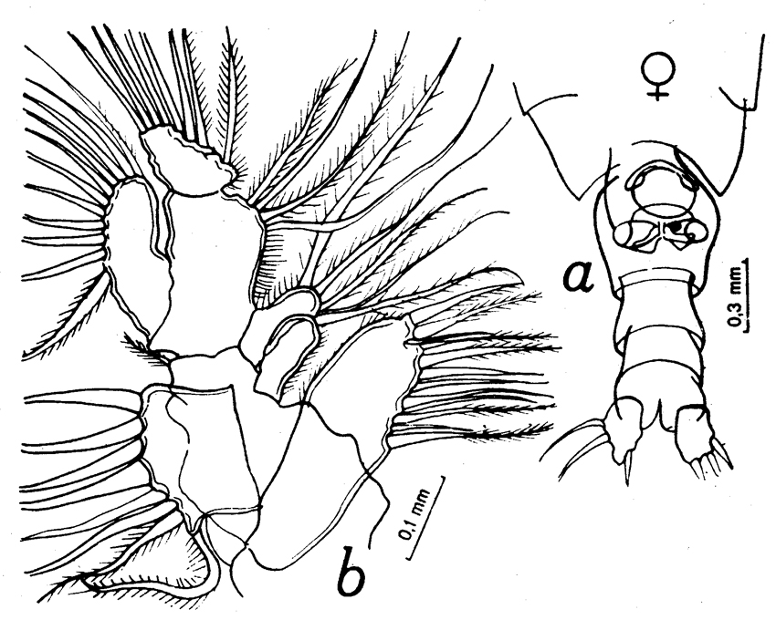 Espèce Neocalanus gracilis - Planche 20 de figures morphologiques