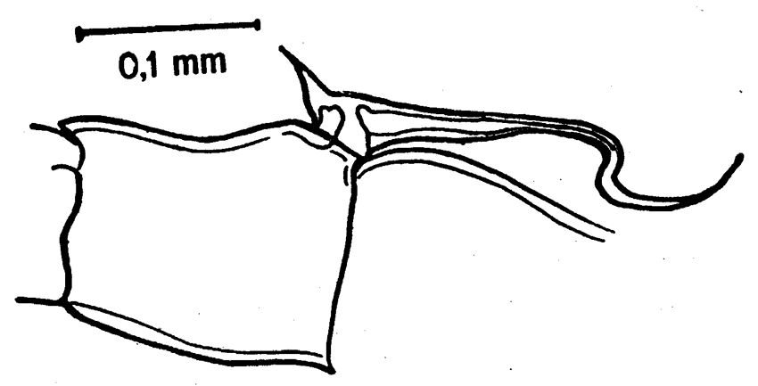 Espèce Neocalanus gracilis - Planche 21 de figures morphologiques