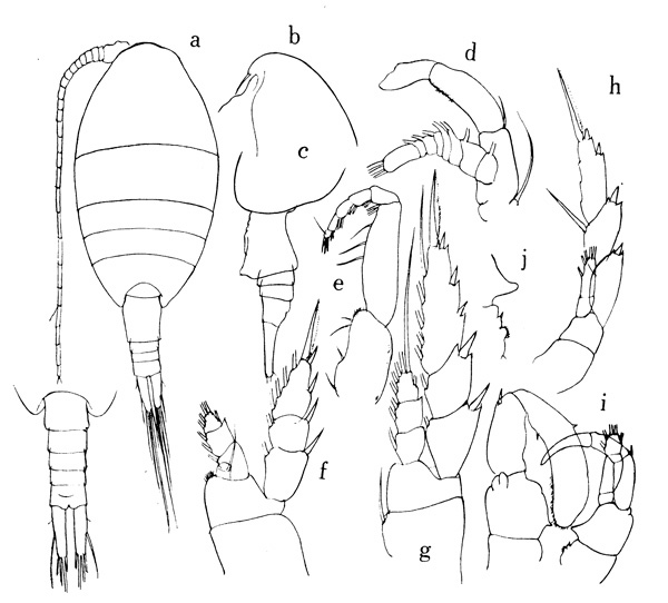 Espce Lucicutia ovalis - Planche 1 de figures morphologiques