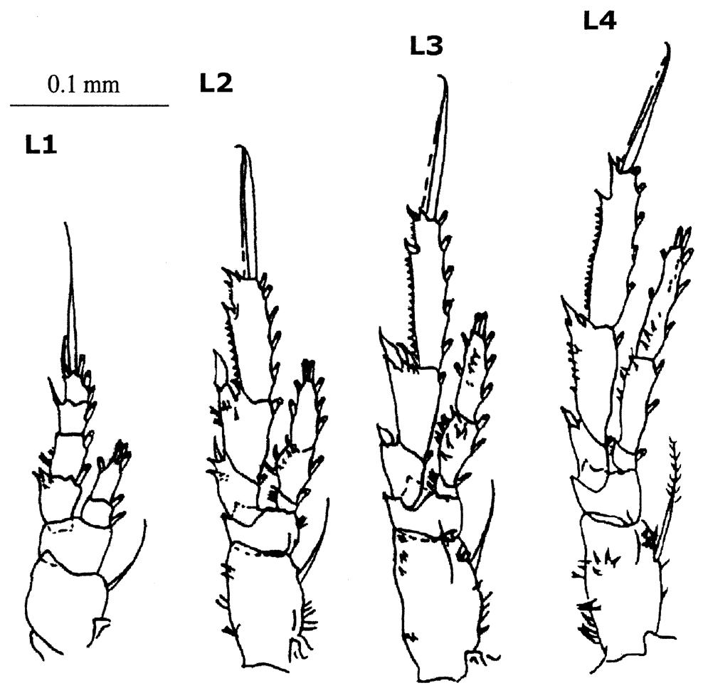 Espce Paracalanus indicus - Planche 33 de figures morphologiques