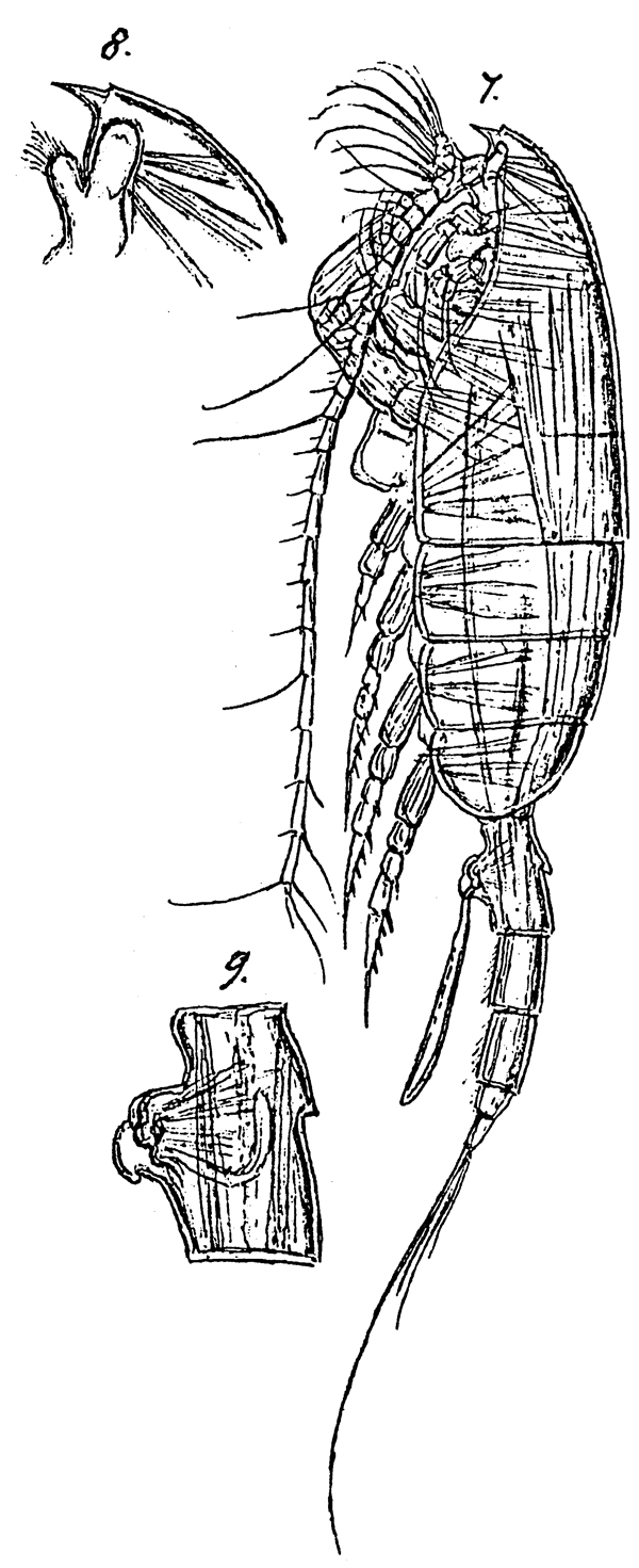 Species Paraeuchaeta hebes - Plate 5 of morphological figures