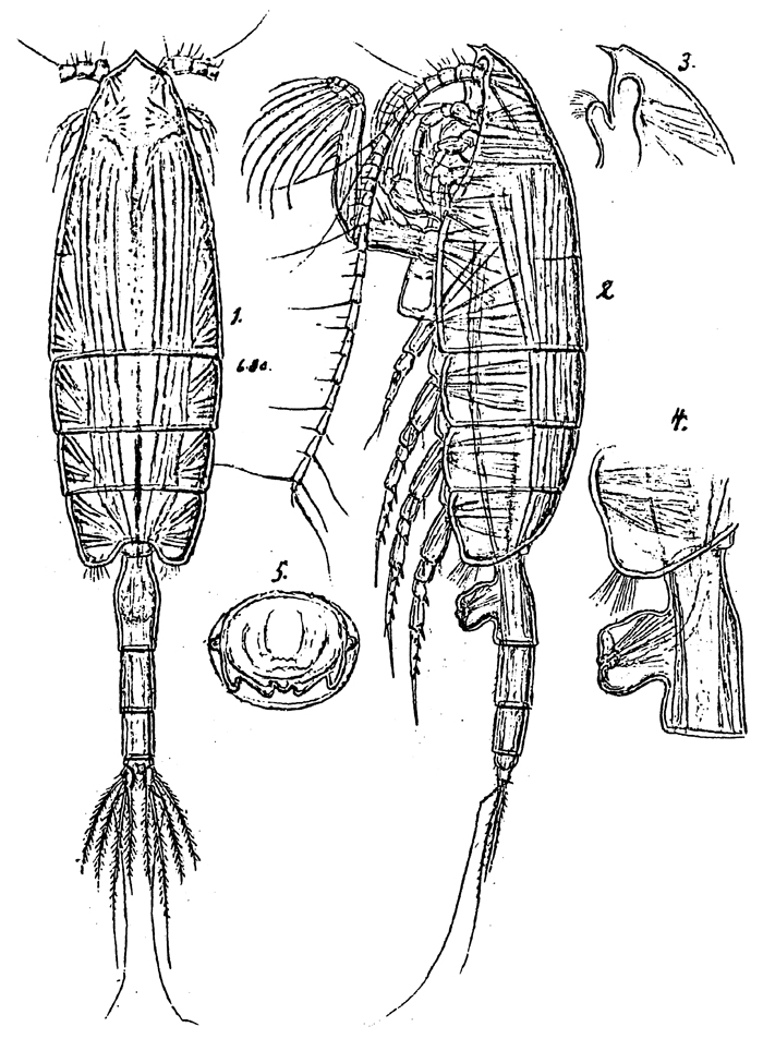 Espèce Paraeuchaeta gracilis - Planche 9 de figures morphologiques