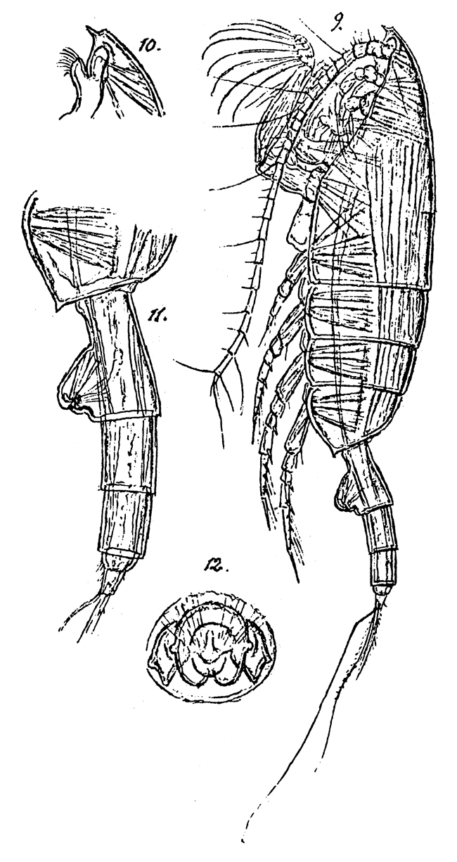 Species Paraeuchaeta tonsa - Plate 21 of morphological figures