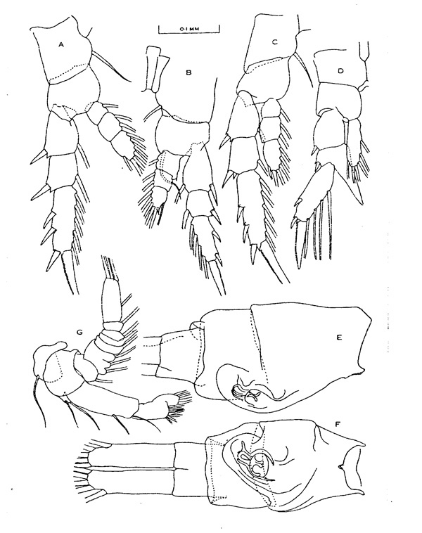 Species Isias uncipes - Plate 1 of morphological figures