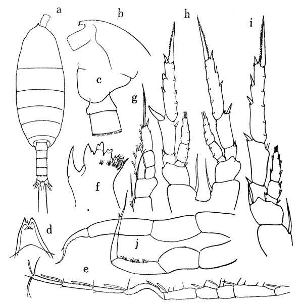 Species Temorites longicornis - Plate 1 of morphological figures