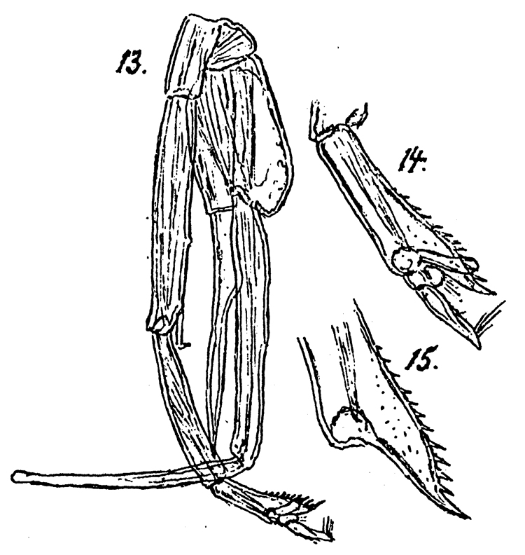 Espce Paraeuchaeta tonsa - Planche 22 de figures morphologiques