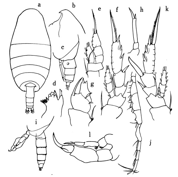 Espce Temorites brevis - Planche 1 de figures morphologiques