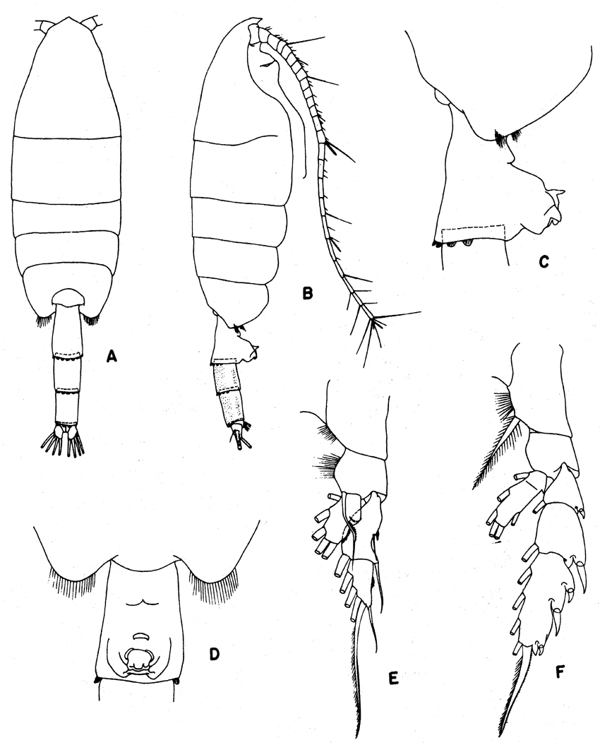 Species Paraeuchaeta antarctica - Plate 16 of morphological figures