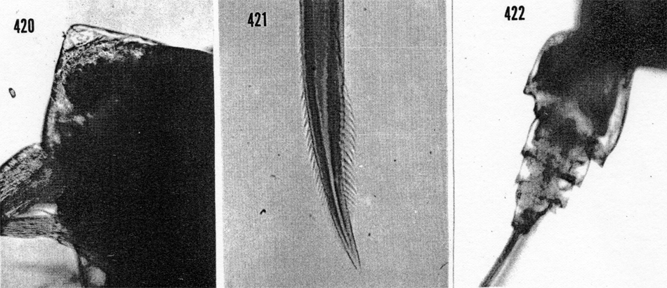 Espèce Scottocalanus corystes - Planche 4 de figures morphologiques