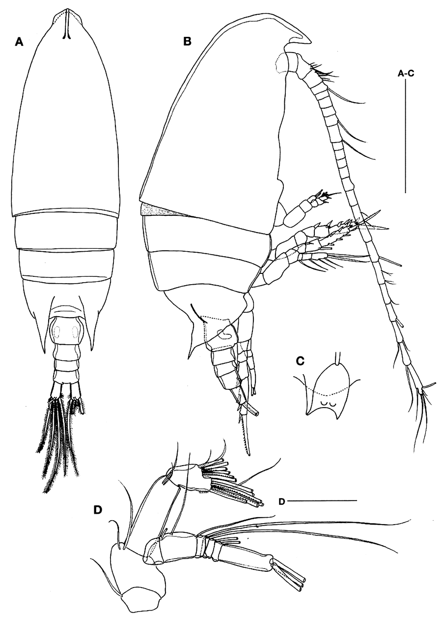 Species Aetideus acutus - Plate 11 of morphological figures