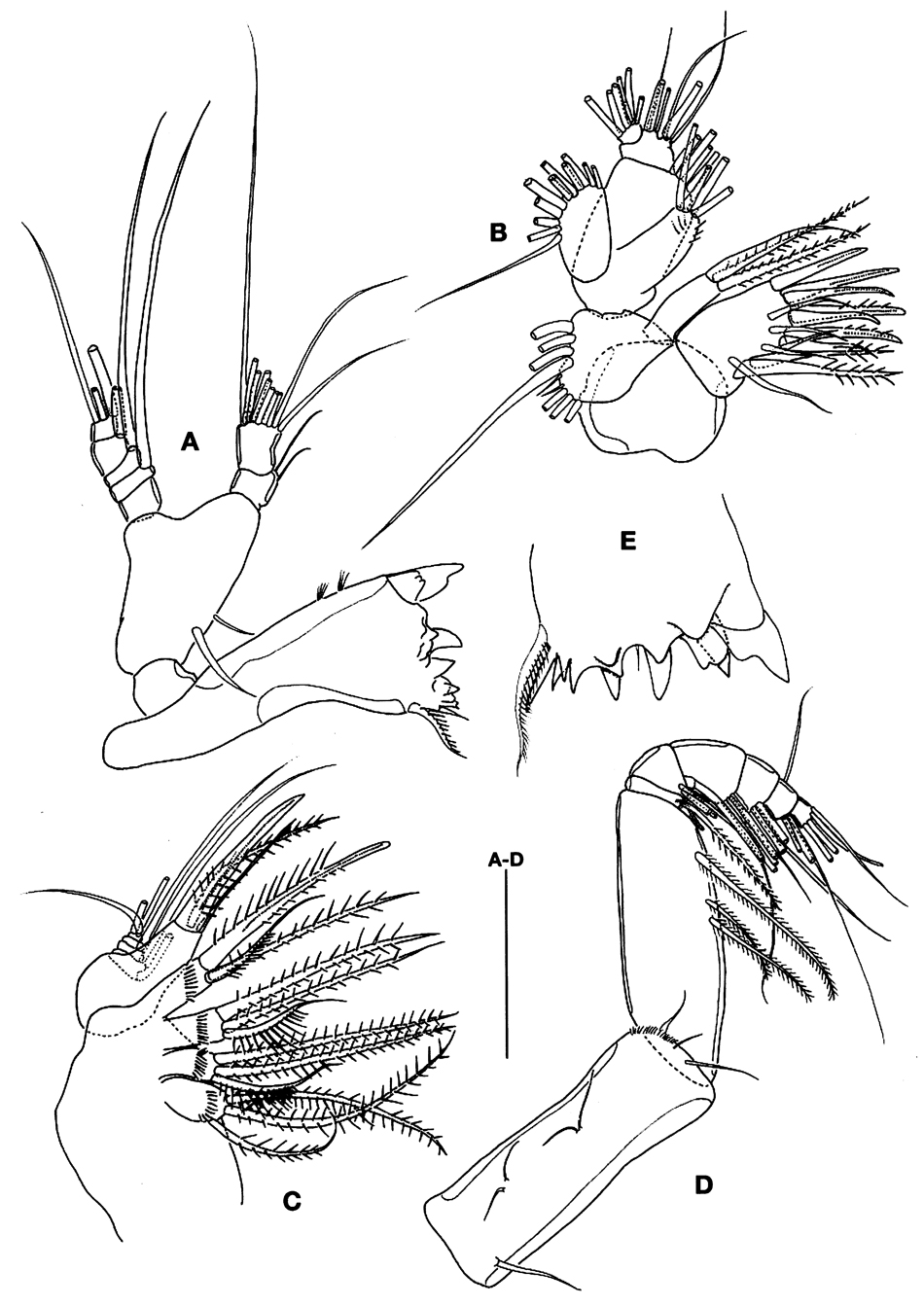 Species Aetideus acutus - Plate 12 of morphological figures