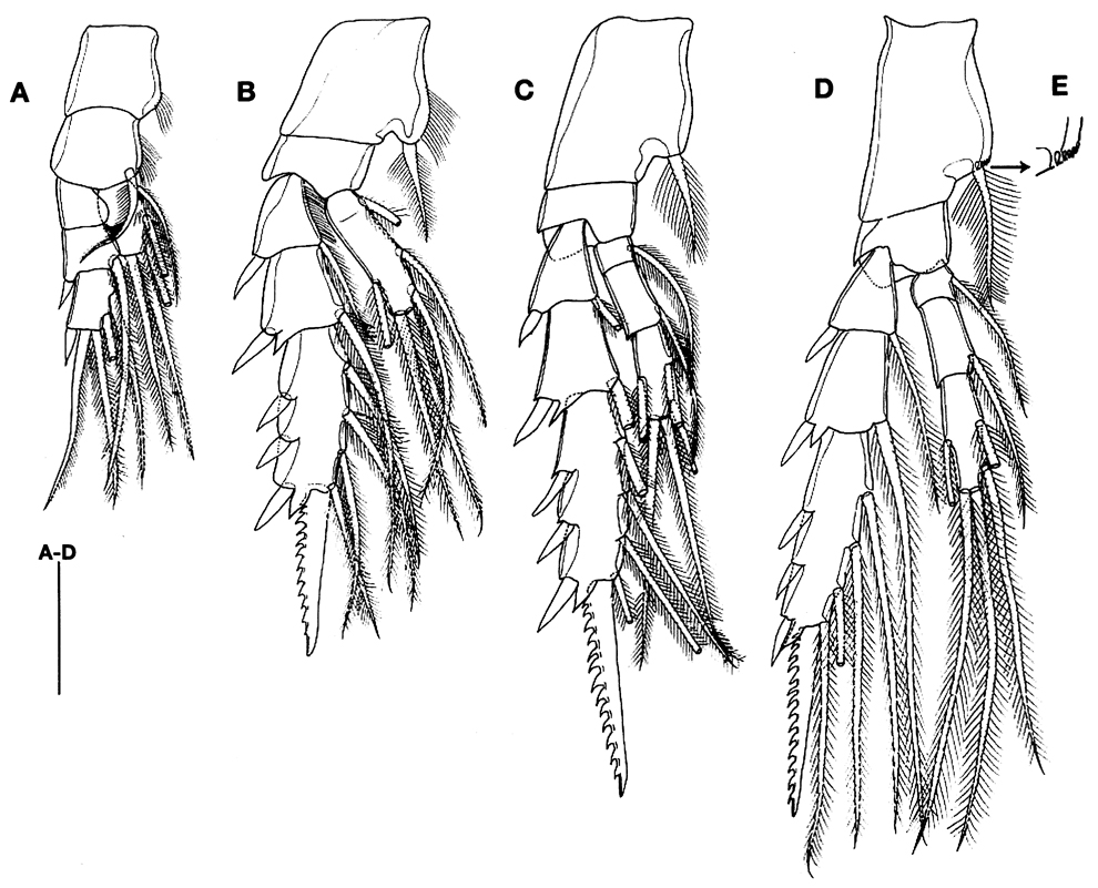 Species Aetideus acutus - Plate 13 of morphological figures