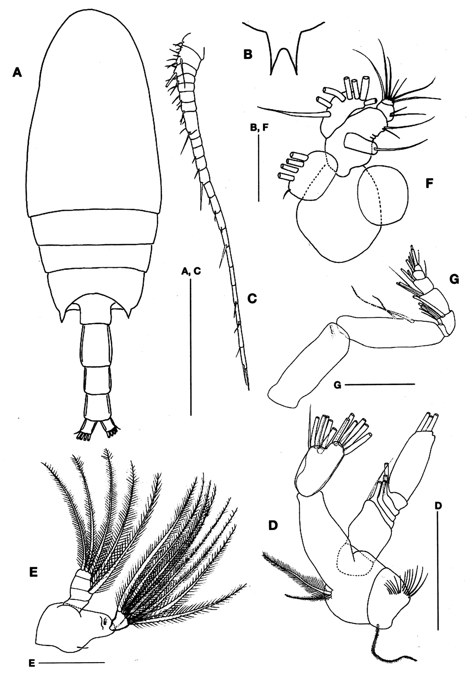 Espce Bradyidius angustus - Planche 2 de figures morphologiques