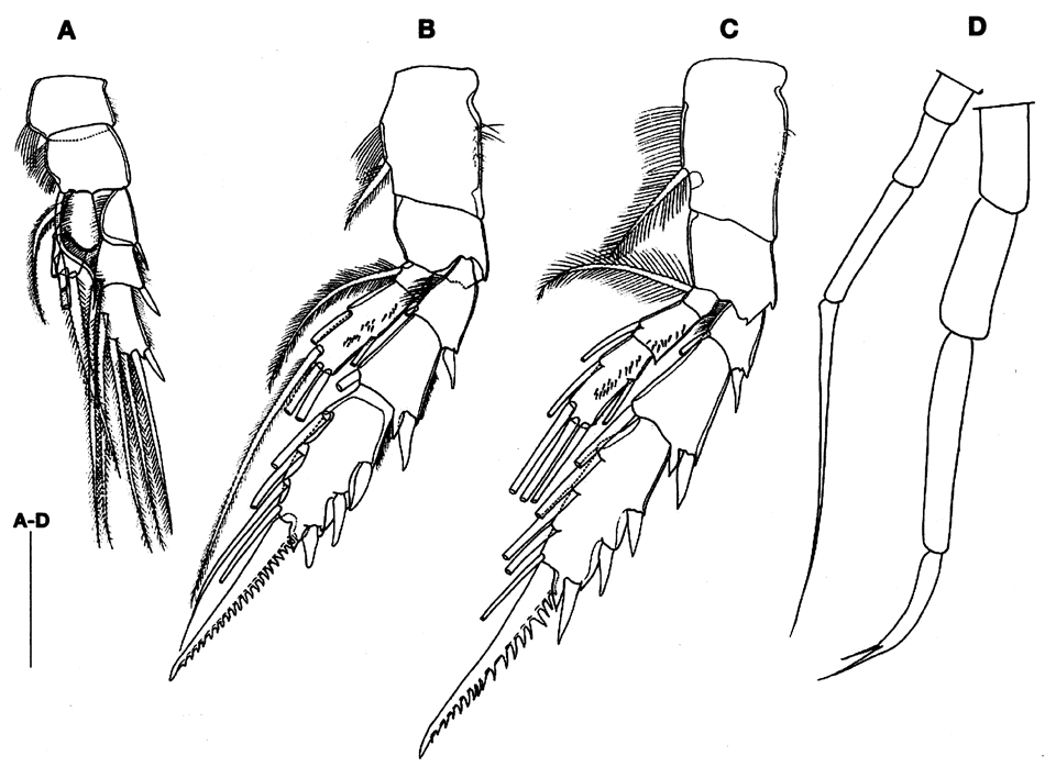 Species Bradyidius angustus - Plate 3 of morphological figures