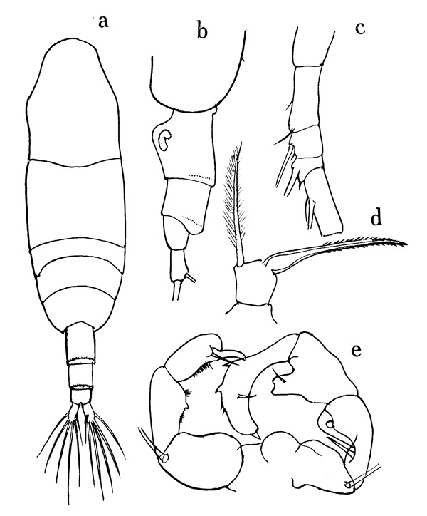 Espce Acartia (Acartiura) omorii - Planche 3 de figures morphologiques