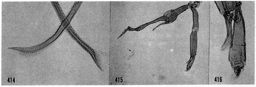 Espèce Scottocalanus thomasi - Planche 6 de figures morphologiques