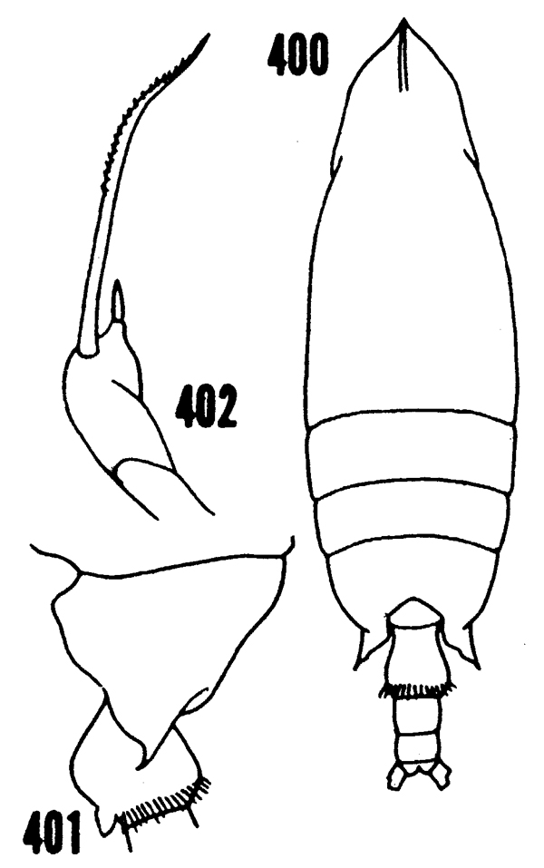 Espèce Scottocalanus securifrons - Planche 18 de figures morphologiques