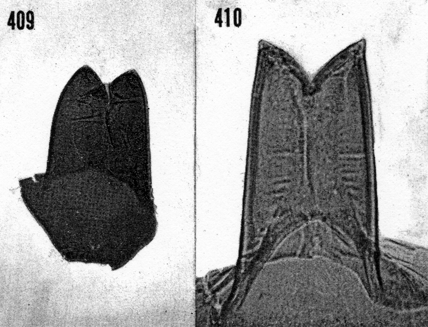 Espèce Scottocalanus securifrons - Planche 19 de figures morphologiques