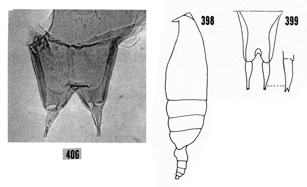 Species Scottocalanus persecans - Plate 11 of morphological figures