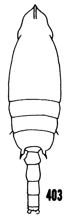 Espèce Scottocalanus securifrons - Planche 21 de figures morphologiques