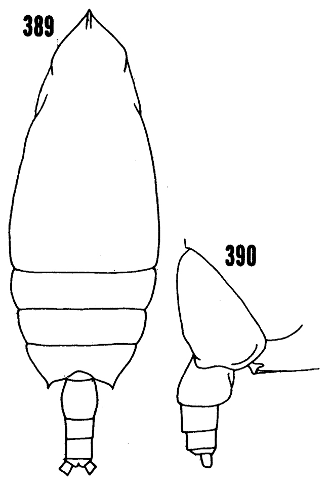 Species Scottocalanus helenae - Plate 17 of morphological figures