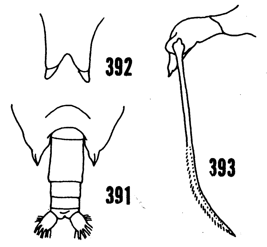 Species Scottocalanus helenae - Plate 18 of morphological figures