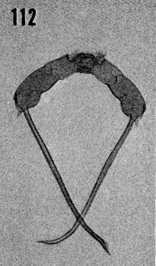 Espèce Scottocalanus thomasi - Planche 7 de figures morphologiques