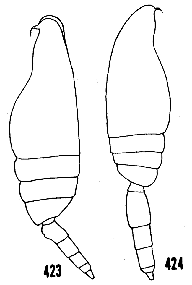 Espèce Scaphocalanus magnus - Planche 24 de figures morphologiques
