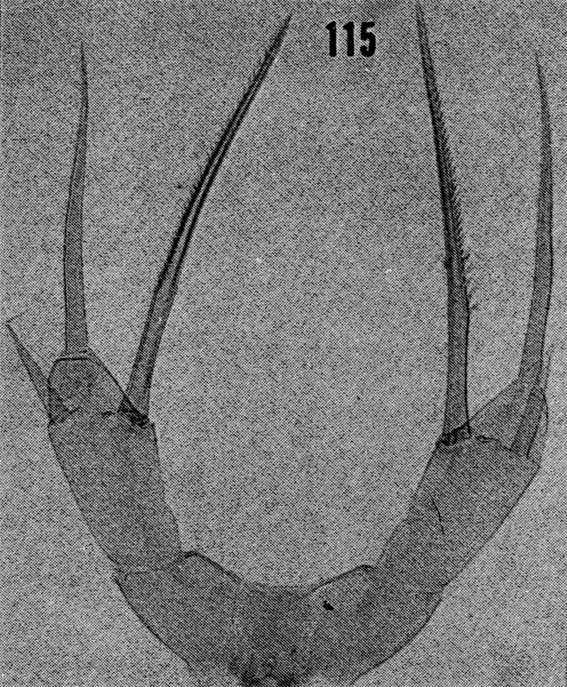Espèce Scaphocalanus magnus - Planche 26 de figures morphologiques