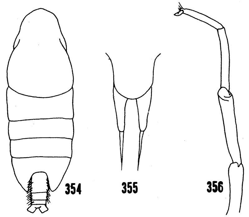 Species Xanthocalanus agilis - Plate 13 of morphological figures