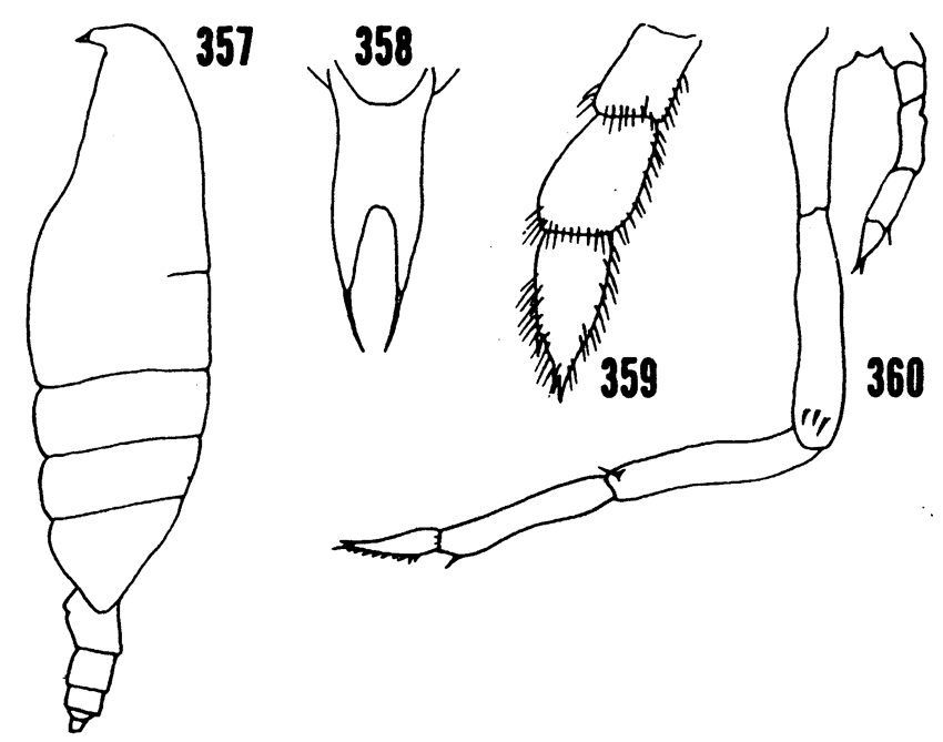 Species Onchocalanus affinis - Plate 10 of morphological figures