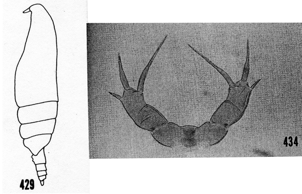 Species Lophothrix humilifrons - Plate 6 of morphological figures