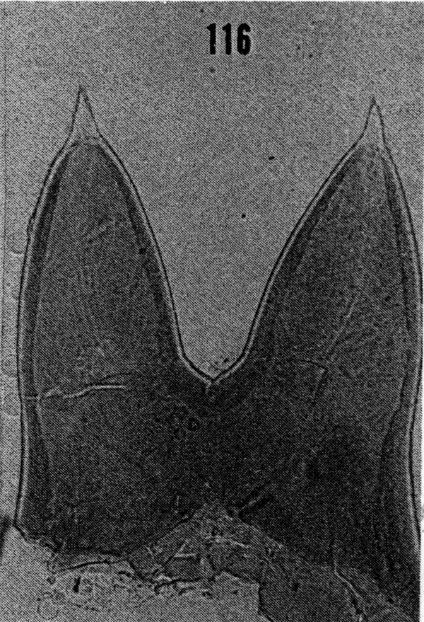 Species Lophothrix humilifrons - Plate 7 of morphological figures